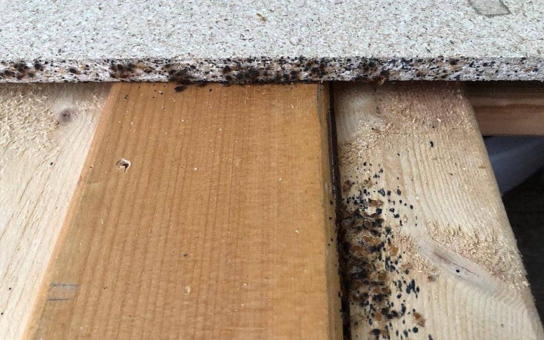 Bedbug extermination: why choose a heat treatment against bedbugs?