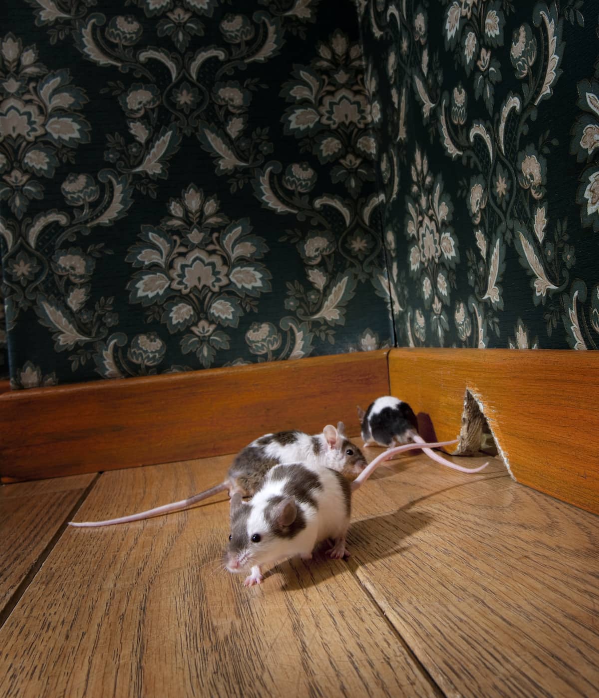 comment eliminer une souris